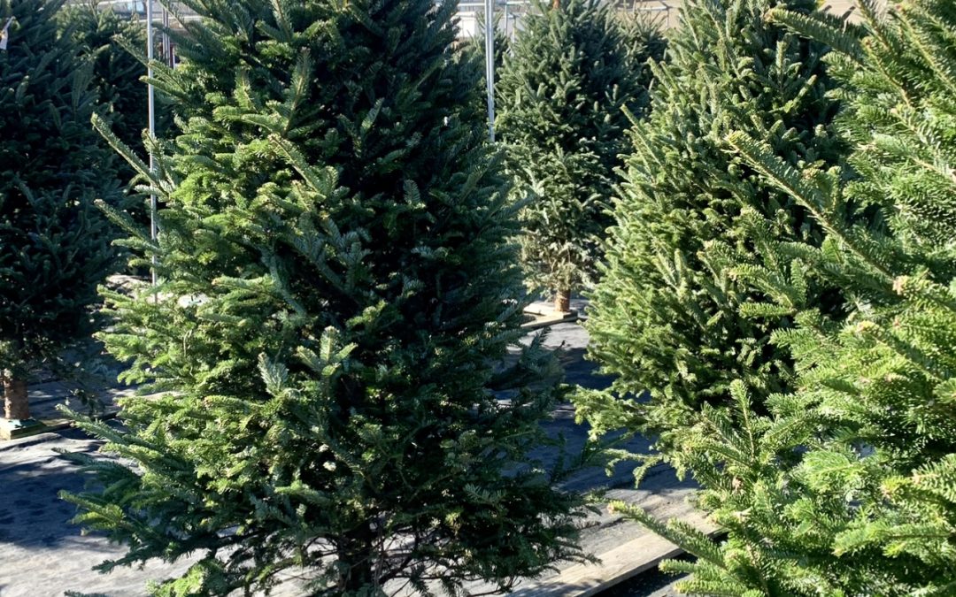 Local Christmas Trees and Wreaths in Clark
